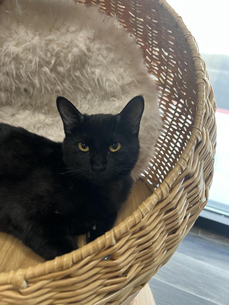 Sabrina, an adoptable Domestic Medium Hair in Las Vegas, NV, 89130 | Photo Image 1