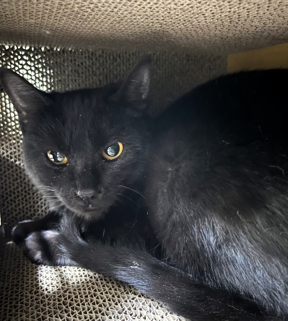 Sabrina, an adoptable Domestic Medium Hair in Las Vegas, NV, 89130 | Photo Image 2