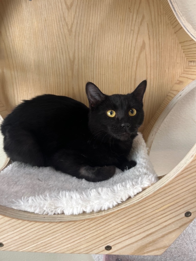 Sabrina, an adoptable Domestic Medium Hair in Las Vegas, NV, 89130 | Photo Image 3