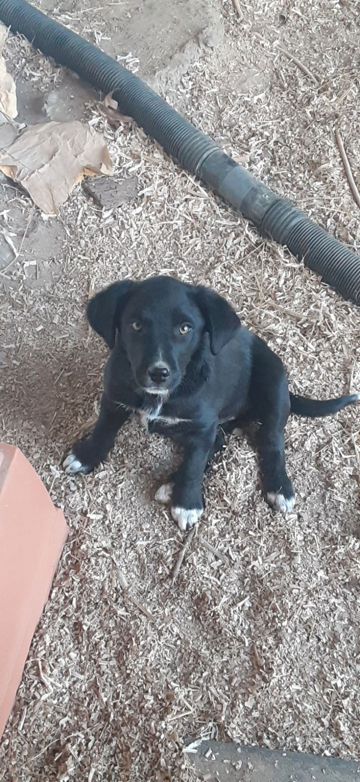 Border Collie, Lab pups female