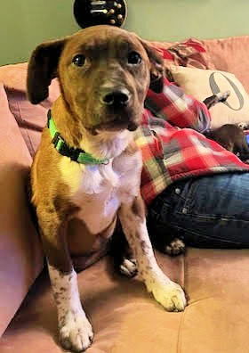 Border Collie, Lab pups female