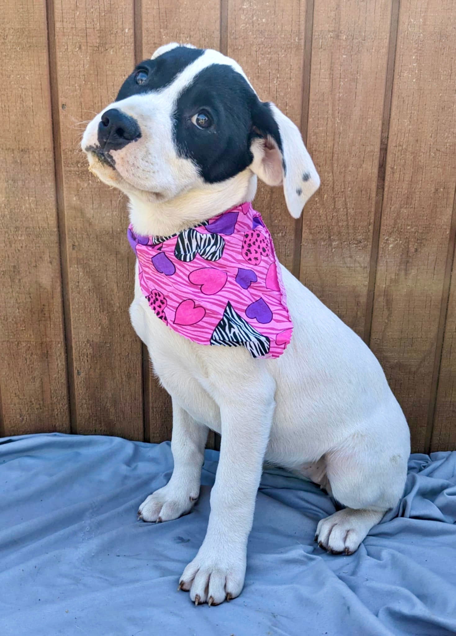 Border Collie, Lab pups female