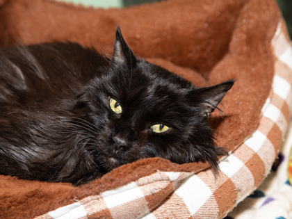 Pilot, an adoptable Domestic Medium Hair, Domestic Short Hair in Longmont, CO, 80501 | Photo Image 1