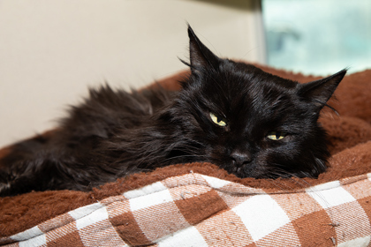 Pilot, an adoptable Domestic Medium Hair, Domestic Short Hair in Longmont, CO, 80501 | Photo Image 2