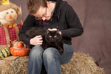 Pilot, an adoptable Domestic Medium Hair, Domestic Short Hair in Longmont, CO, 80501 | Photo Image 3