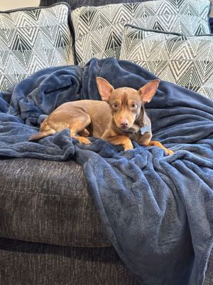 Animal Profile Palmer is a 1-year-old 14lb Chihuahua that found himself in a pickle He wound up i
