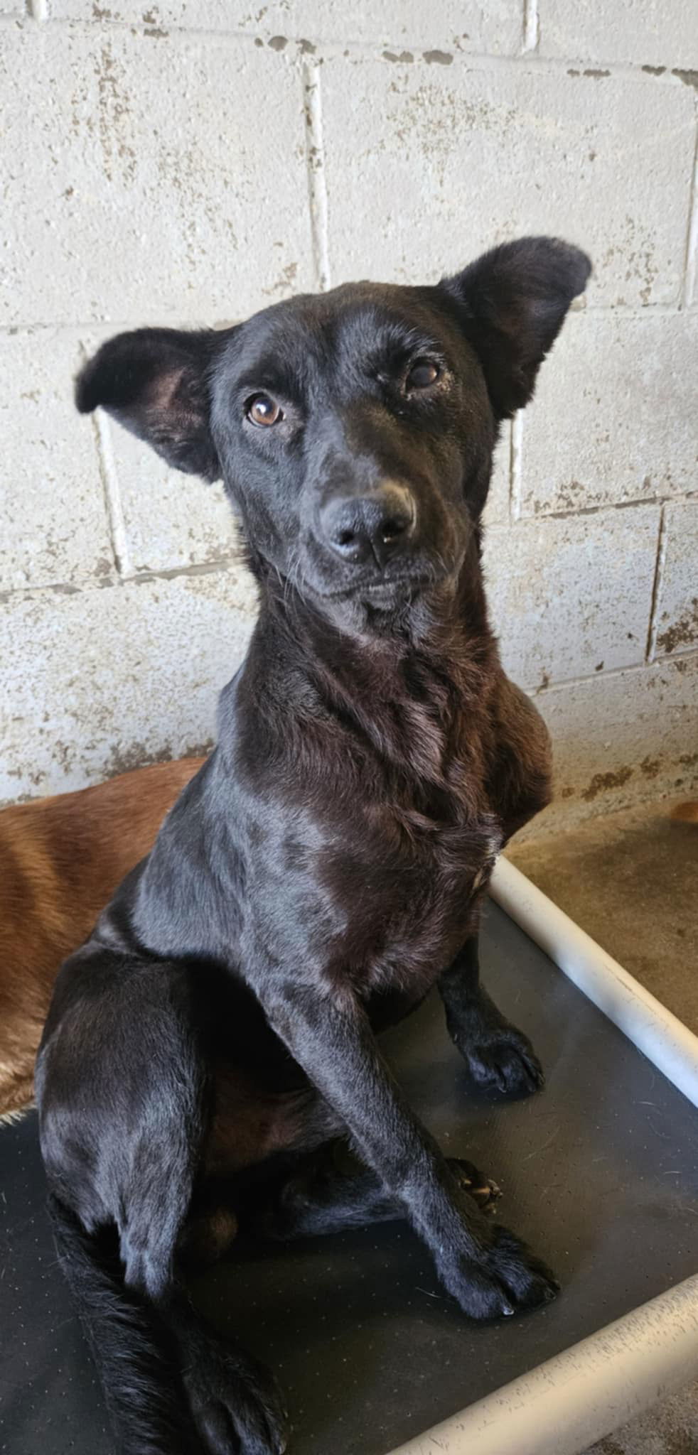 Lucky, an adoptable Labrador Retriever in El Centro, CA, 92243 | Photo Image 3