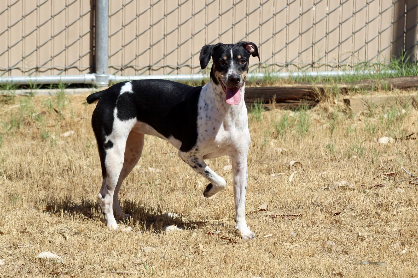 Javi, an adoptable German Shorthaired Pointer in El Centro, CA, 92243 | Photo Image 1