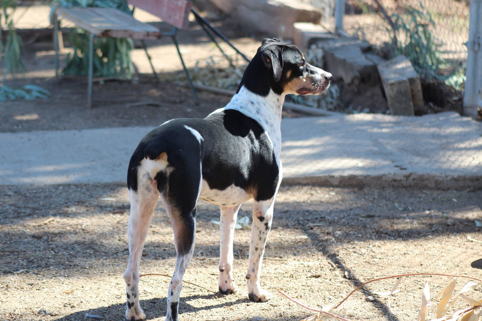 Javi, an adoptable German Shorthaired Pointer in El Centro, CA, 92243 | Photo Image 2