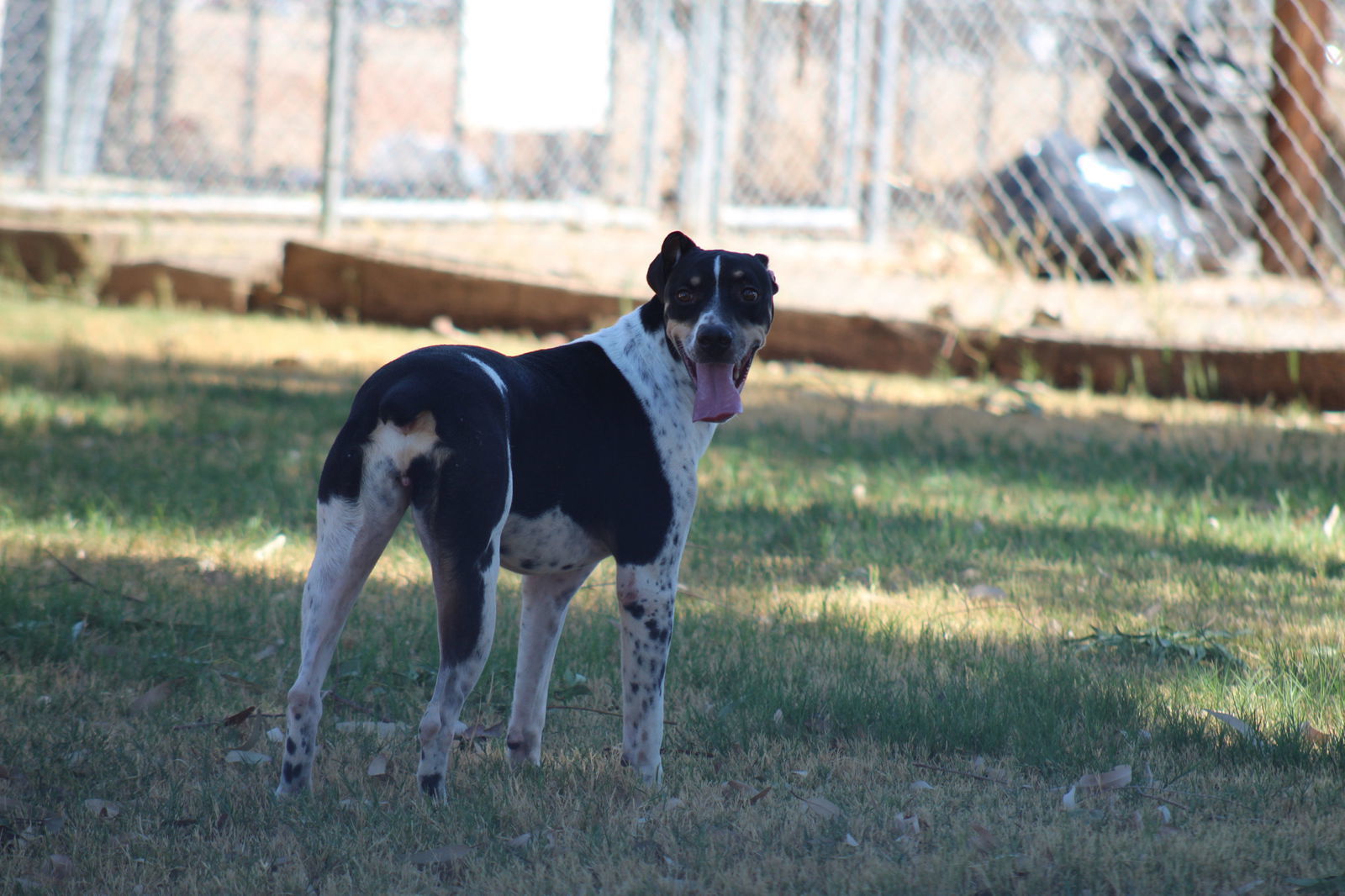 Javi, an adoptable German Shorthaired Pointer in El Centro, CA, 92243 | Photo Image 3