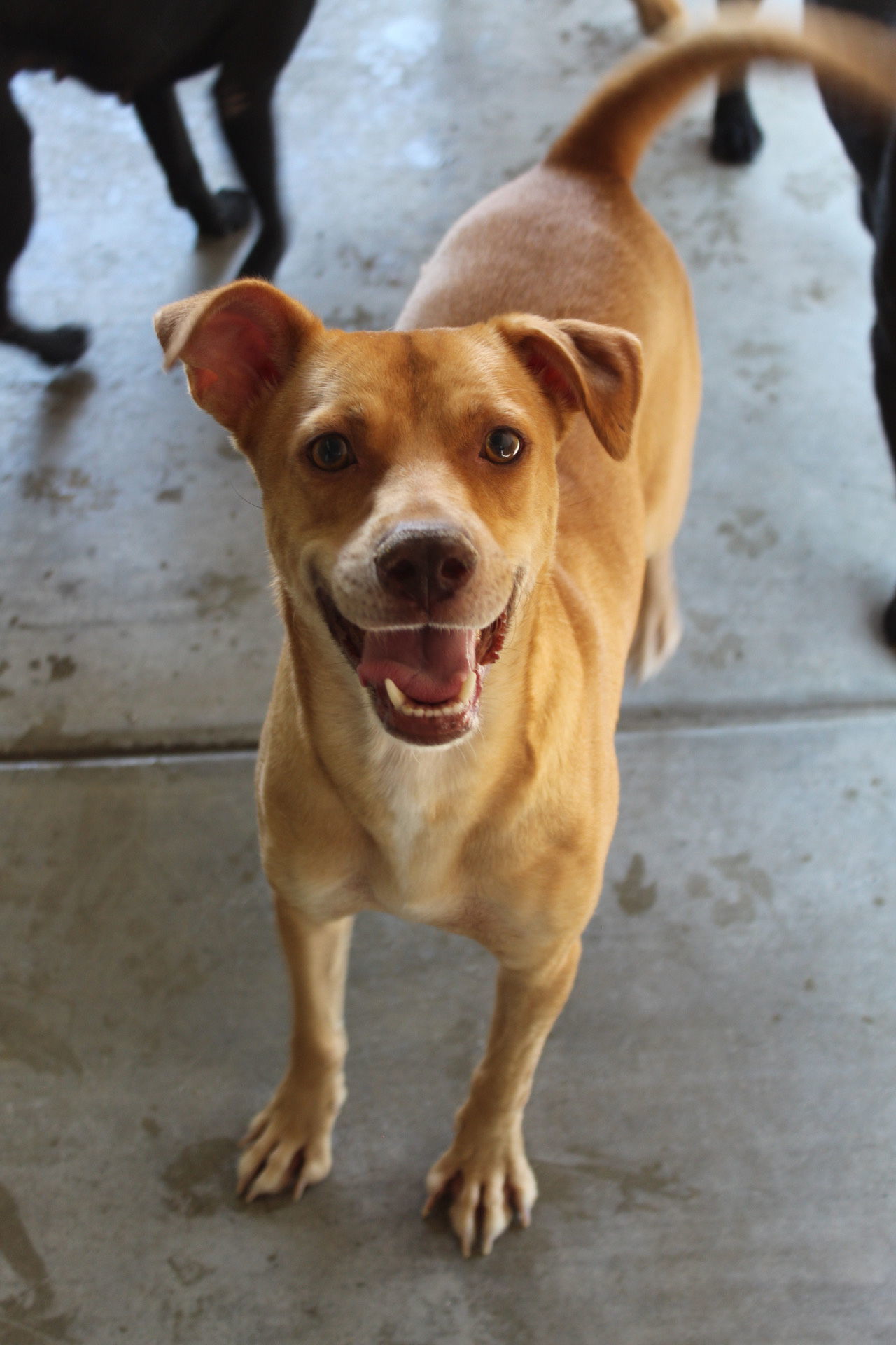 Phineas, an adoptable Shepherd, Chihuahua in El Centro, CA, 92243 | Photo Image 1