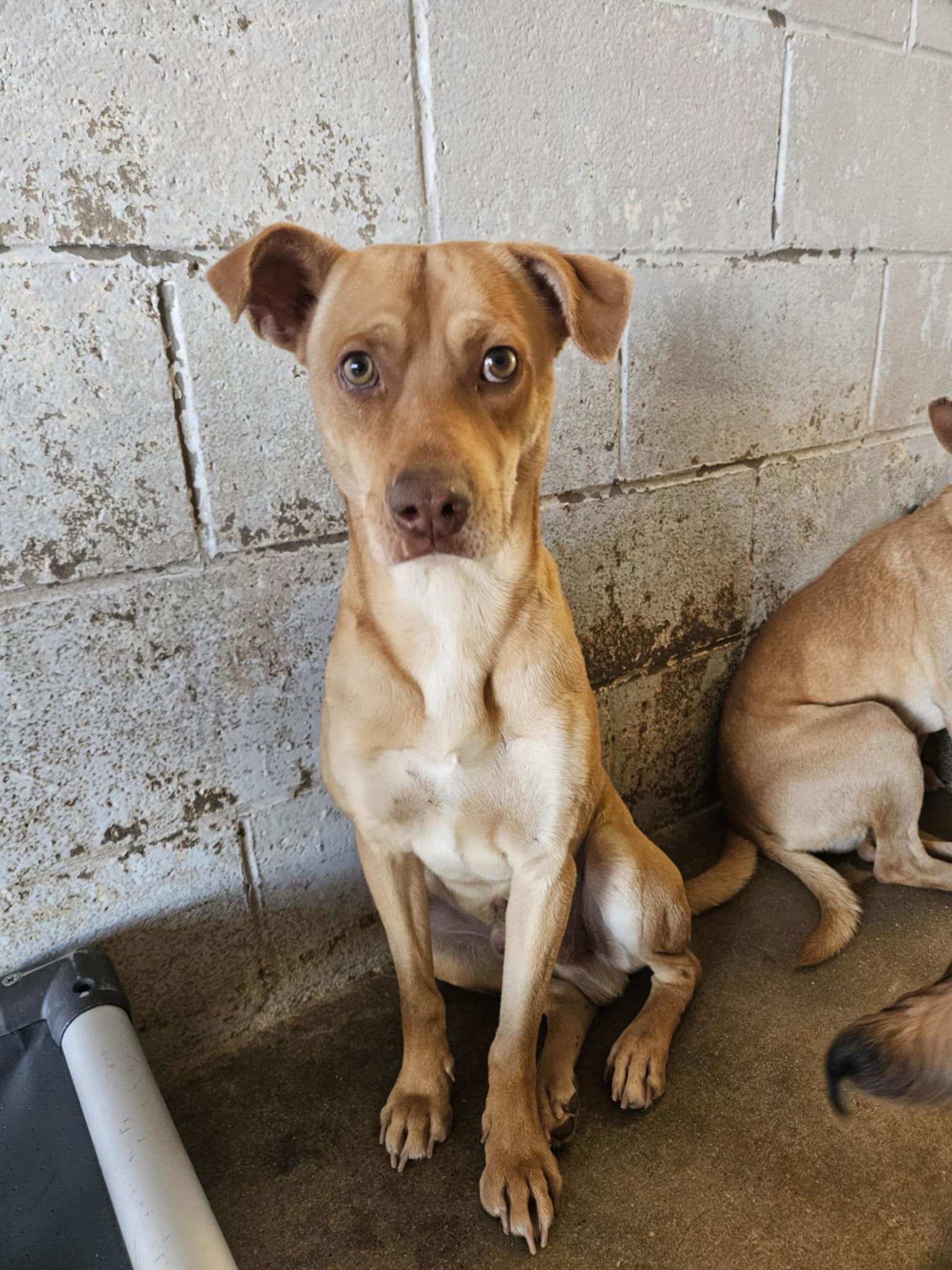 Phineas, an adoptable Shepherd, Chihuahua in El Centro, CA, 92243 | Photo Image 2