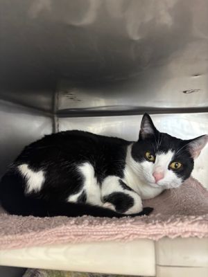 - Lilly is a super spunky and sweet lady She will always meow for her morning wet food and for