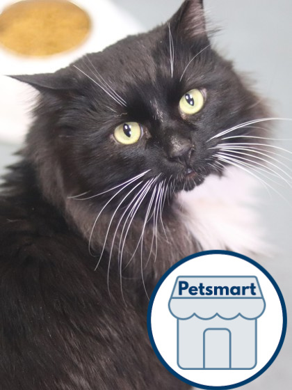 Patches, an adoptable Domestic Long Hair, Domestic Short Hair in Walla Walla, WA, 99362 | Photo Image 1