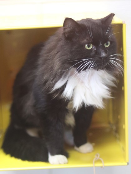 Patches, an adoptable Domestic Long Hair, Domestic Short Hair in Walla Walla, WA, 99362 | Photo Image 2