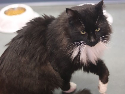 Patches, an adoptable Domestic Long Hair, Domestic Short Hair in Walla Walla, WA, 99362 | Photo Image 3