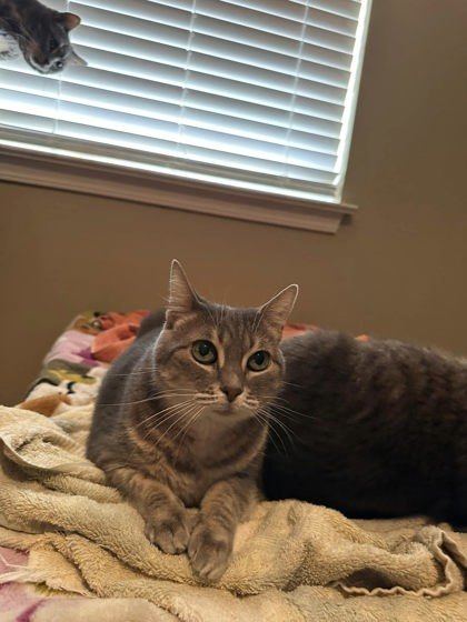 Bitsy