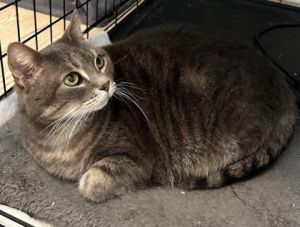 Ollie Domestic Short Hair Cat