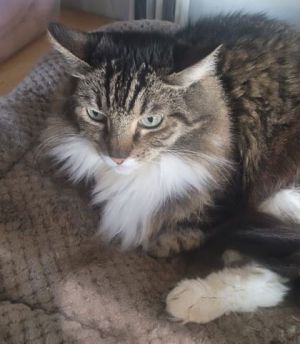 Heather Domestic Long Hair Cat