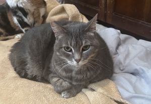 Sally Ann Domestic Short Hair Cat