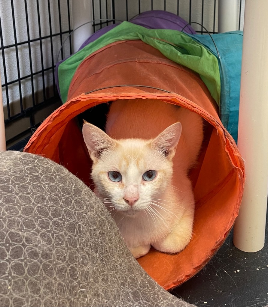 Winter, an adoptable Siamese in Mena, AR, 71953 | Photo Image 1