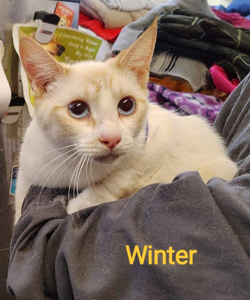 Winter, an adoptable Siamese in Mena, AR, 71953 | Photo Image 2
