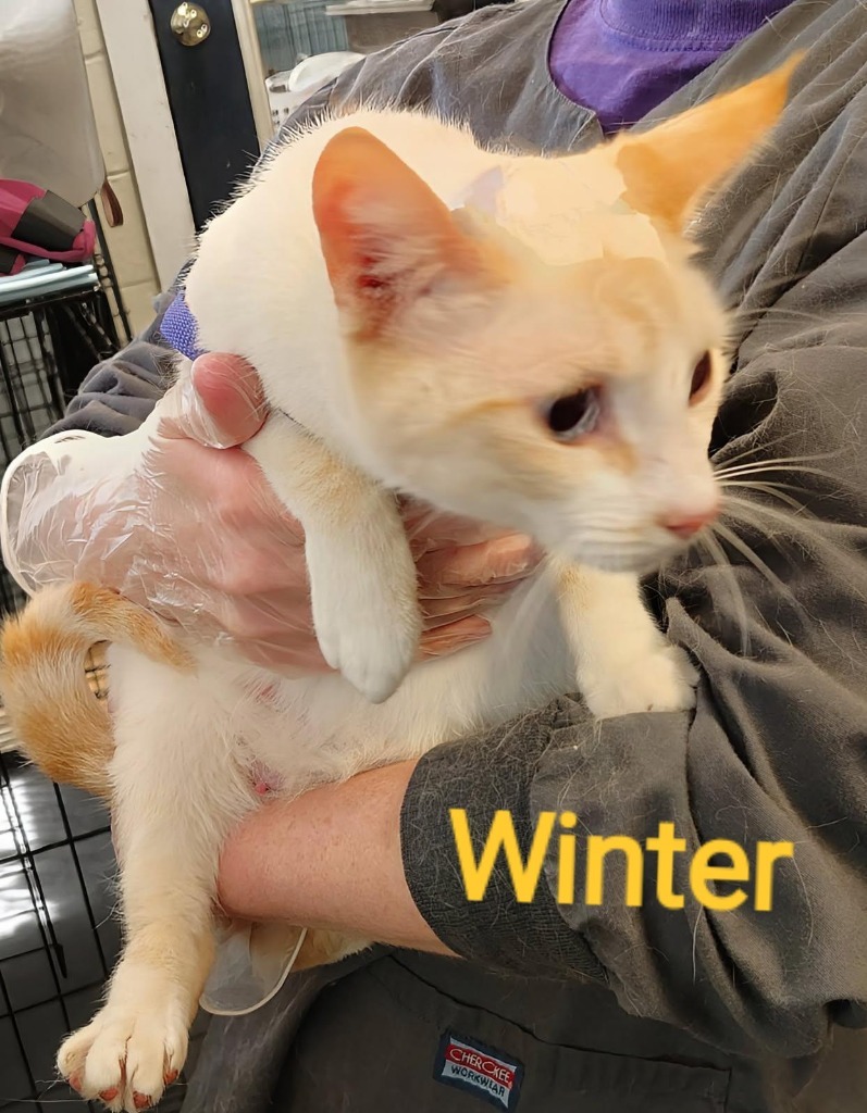 Winter, an adoptable Siamese in Mena, AR, 71953 | Photo Image 3