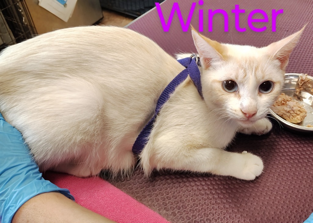 Winter, an adoptable Siamese in Mena, AR, 71953 | Photo Image 4