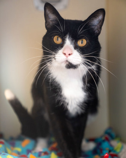 Tom, an adoptable Domestic Short Hair in Pequot Lakes, MN, 56472 | Photo Image 1