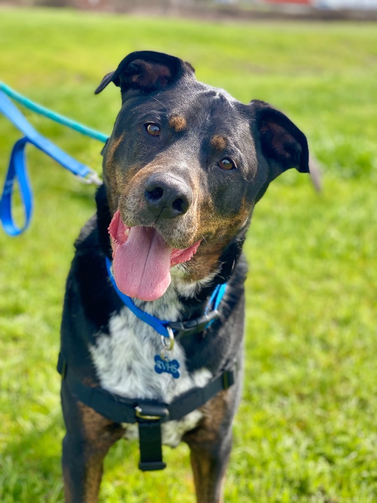 Angus, an adoptable Rottweiler, Cattle Dog in Grants Pass, OR, 97526 | Photo Image 1