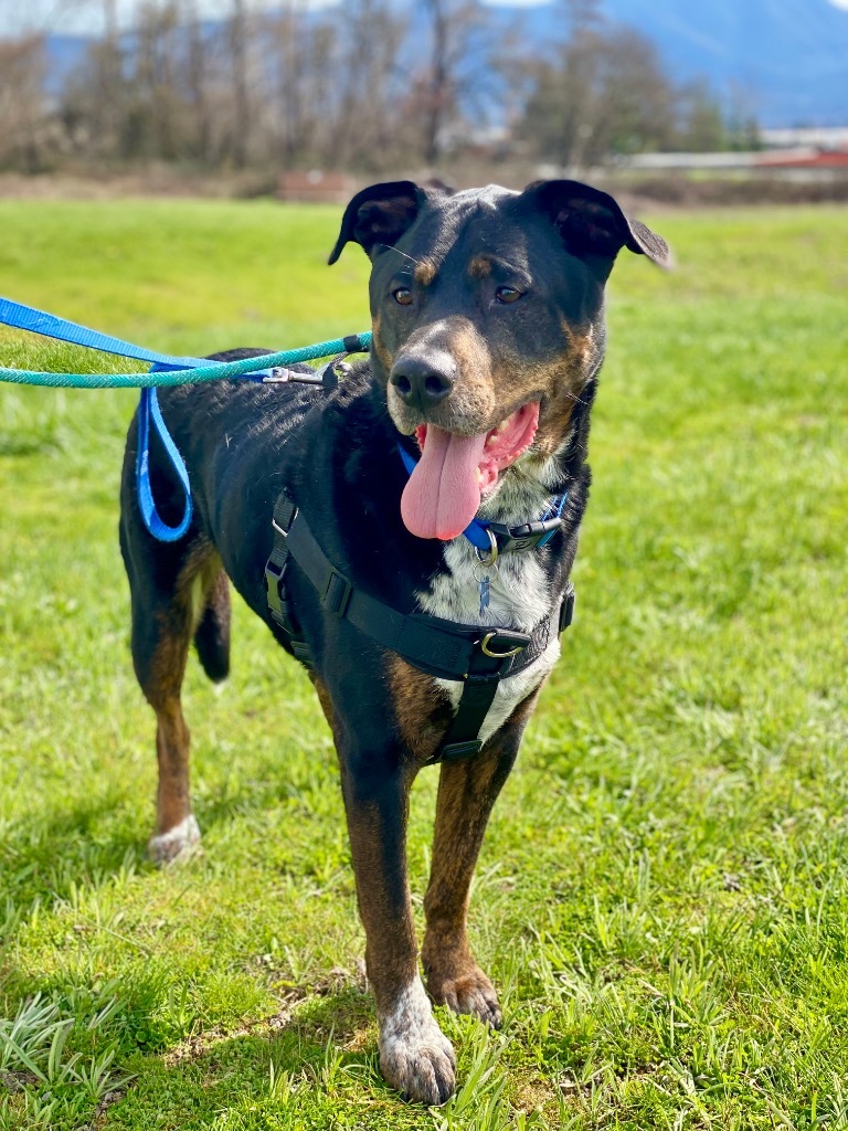 Angus, an adoptable Rottweiler, Cattle Dog in Grants Pass, OR, 97526 | Photo Image 4