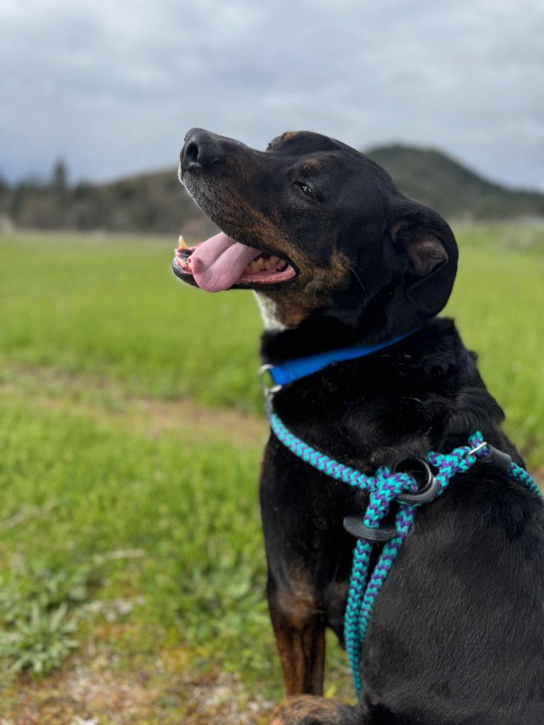 Angus, an adoptable Rottweiler, Cattle Dog in Grants Pass, OR, 97526 | Photo Image 6
