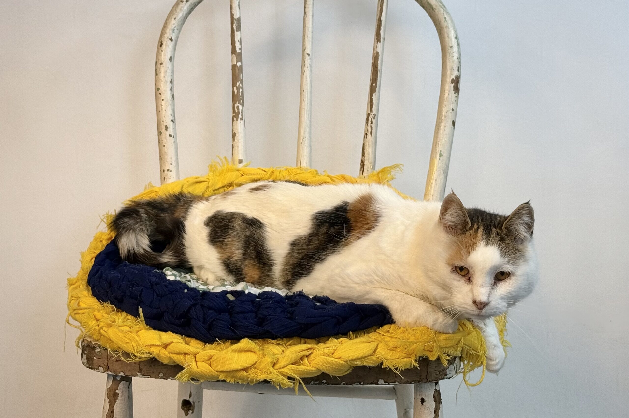Granny, an adoptable Domestic Short Hair in Dillon, MT, 59725 | Photo Image 1
