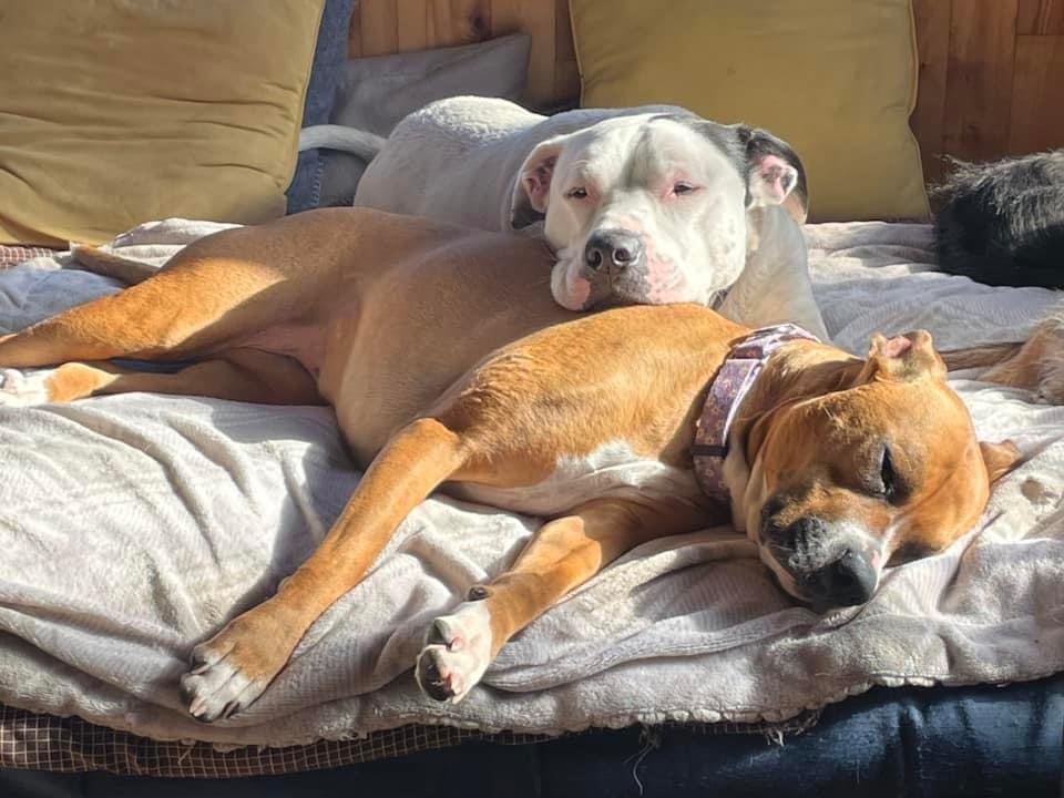 Bruno & Bella - Local