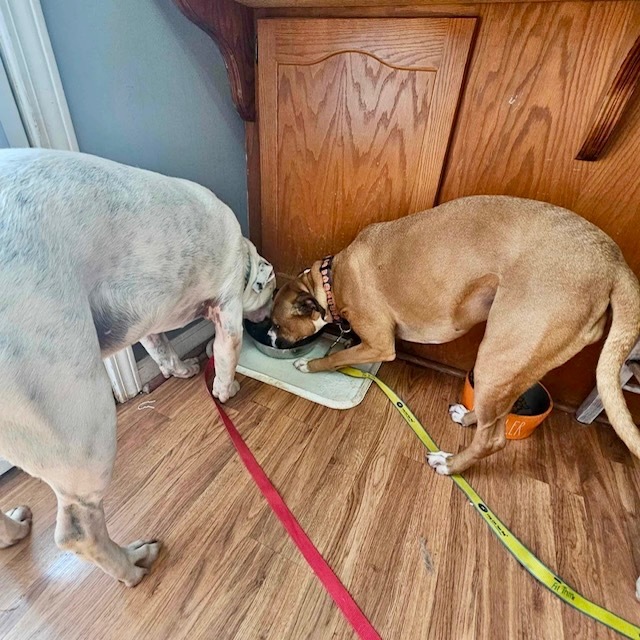 Bruno & Bella - Local