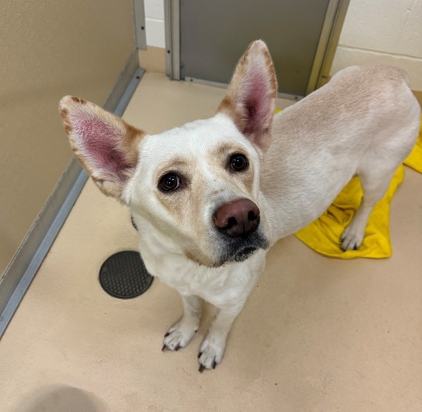 Mira 43600, an adoptable German Shepherd Dog, Siberian Husky in Pocatello, ID, 83205 | Photo Image 1