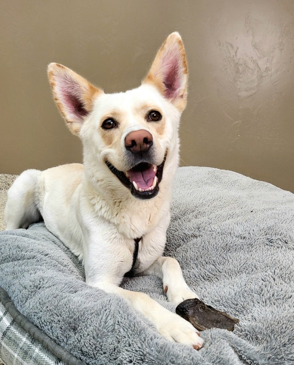 Mira 43600, an adoptable German Shepherd Dog, Siberian Husky in Pocatello, ID, 83205 | Photo Image 1