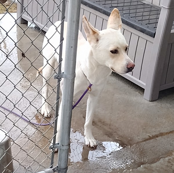 Mira 43600, an adoptable German Shepherd Dog, Siberian Husky in Pocatello, ID, 83205 | Photo Image 2