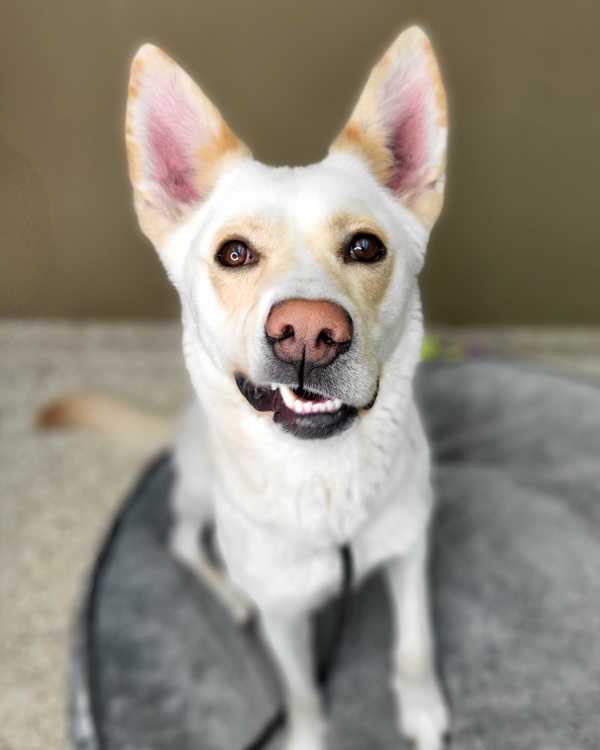 Mira 43600, an adoptable German Shepherd Dog, Siberian Husky in Pocatello, ID, 83205 | Photo Image 2