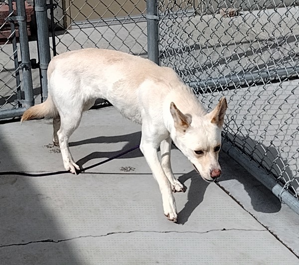 Mira 43600, an adoptable German Shepherd Dog, Siberian Husky in Pocatello, ID, 83205 | Photo Image 3