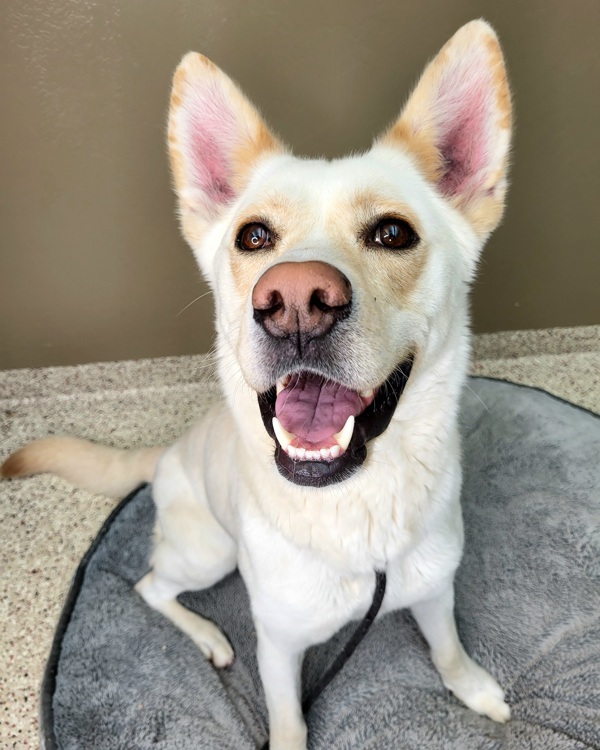 Mira 43600, an adoptable German Shepherd Dog, Siberian Husky in Pocatello, ID, 83205 | Photo Image 3
