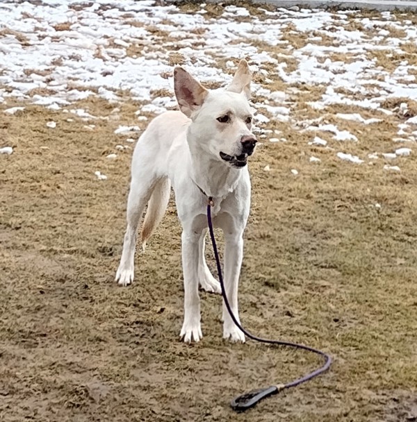 Mira 43600, an adoptable German Shepherd Dog, Siberian Husky in Pocatello, ID, 83205 | Photo Image 4