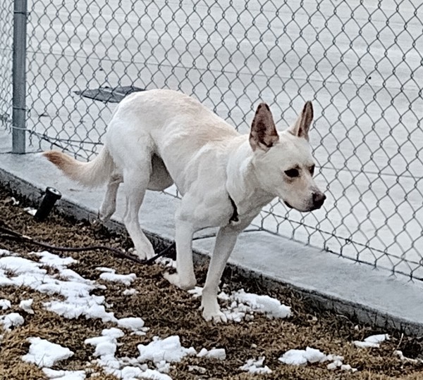 Mira 43600, an adoptable German Shepherd Dog, Siberian Husky in Pocatello, ID, 83205 | Photo Image 5