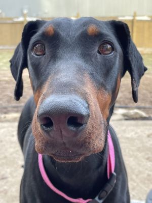 Anna, Young Female Doberman Pinscher