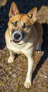 Kuma 1