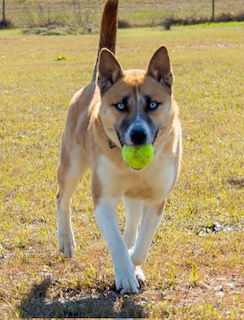 Kuma