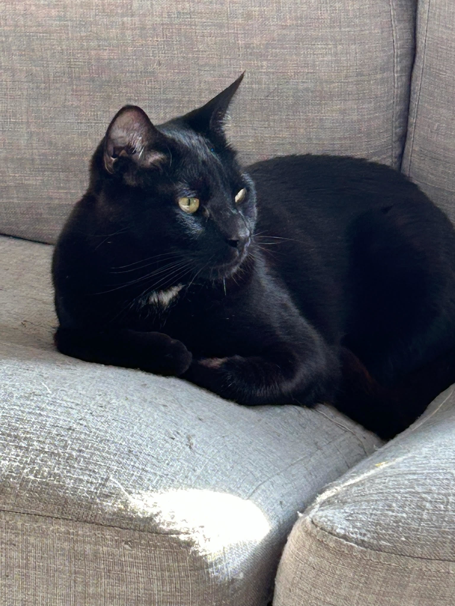 KADE & KANDY - Offered by Owner - Bonded Pair, an adoptable Domestic Short Hair in Hillsboro, OR, 97123 | Photo Image 1