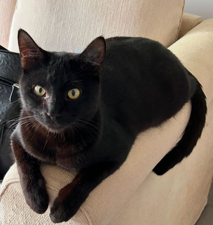 KADE & KANDY - Offered by Owner - Bonded Pair 2