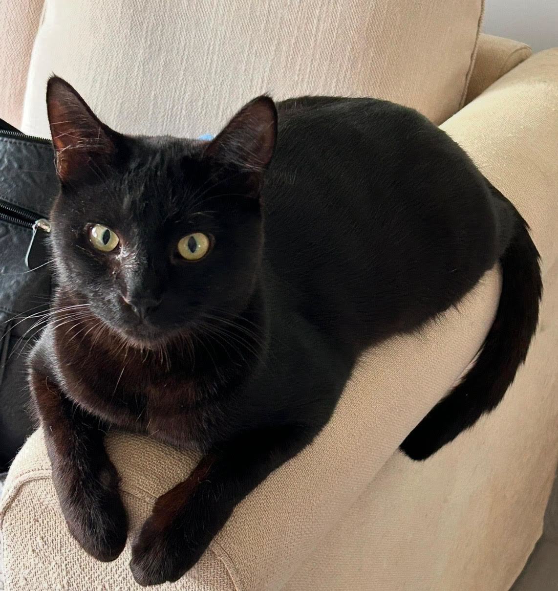 KADE & KANDY - Offered by Owner - Bonded Pair, an adoptable Domestic Short Hair in Hillsboro, OR, 97123 | Photo Image 2