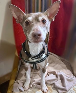 Taffy (ID)